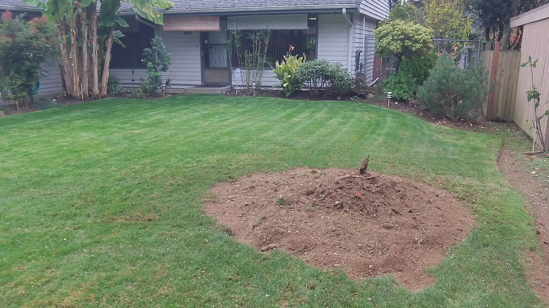 Lawn after stump grinding, wood chips filling the old stump site
