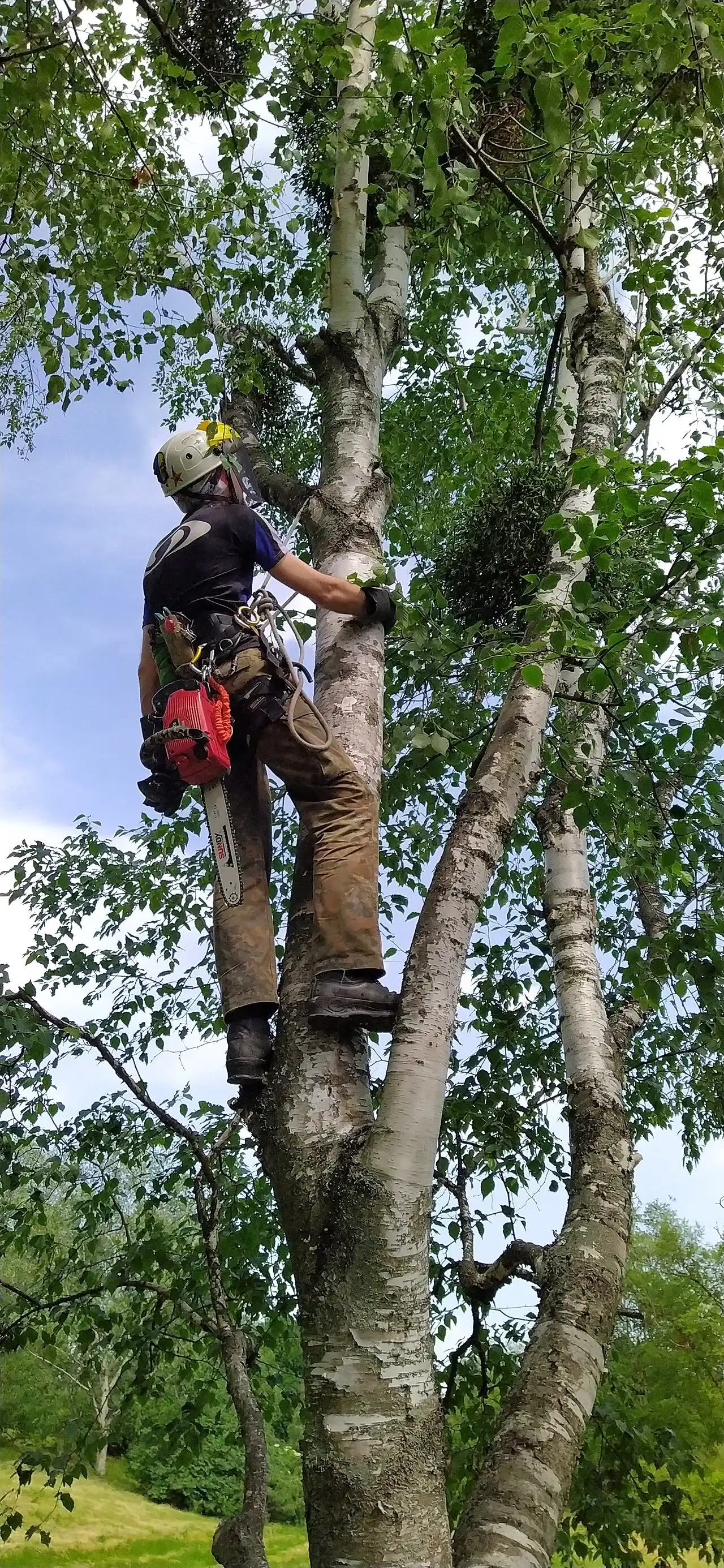 Arborist on ropes climbing high into a tree canopy