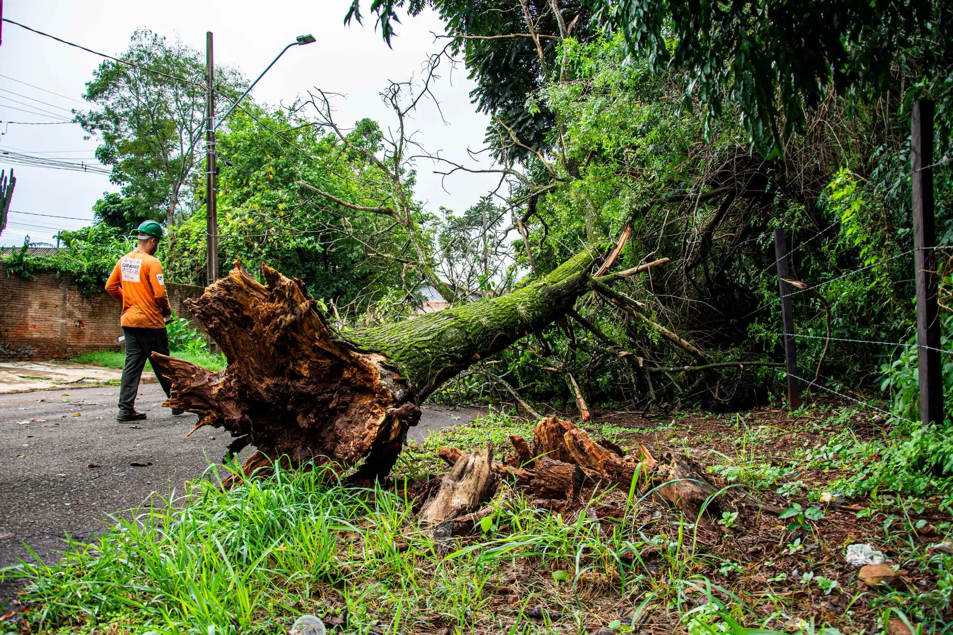 Worker clearing a large uprooted tree from a street after a storm